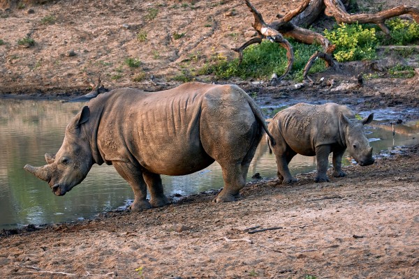white rino family by Andrew Wasik